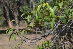 Uvaria narum